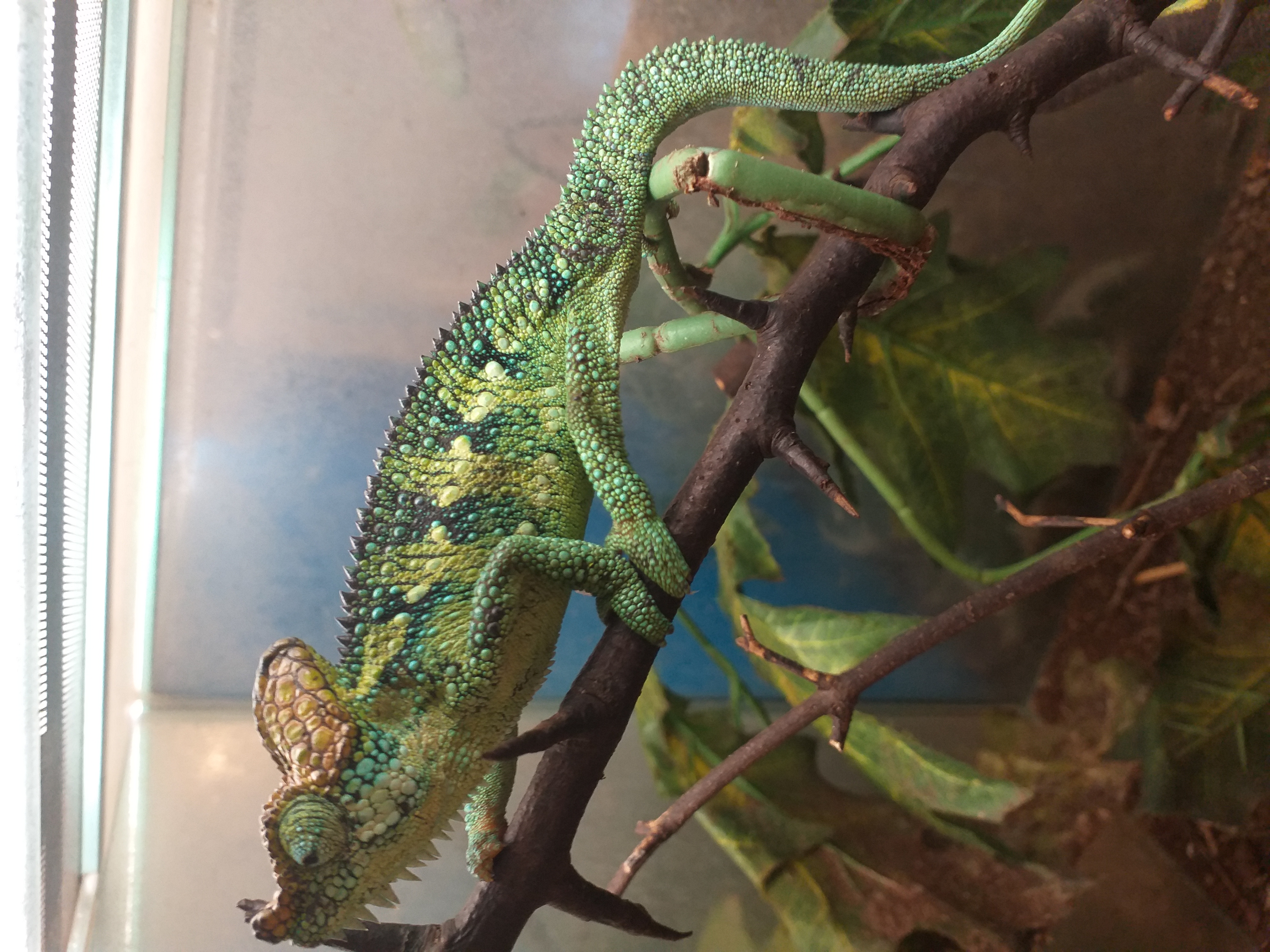 Trioceros hoehnelii - Chameleon