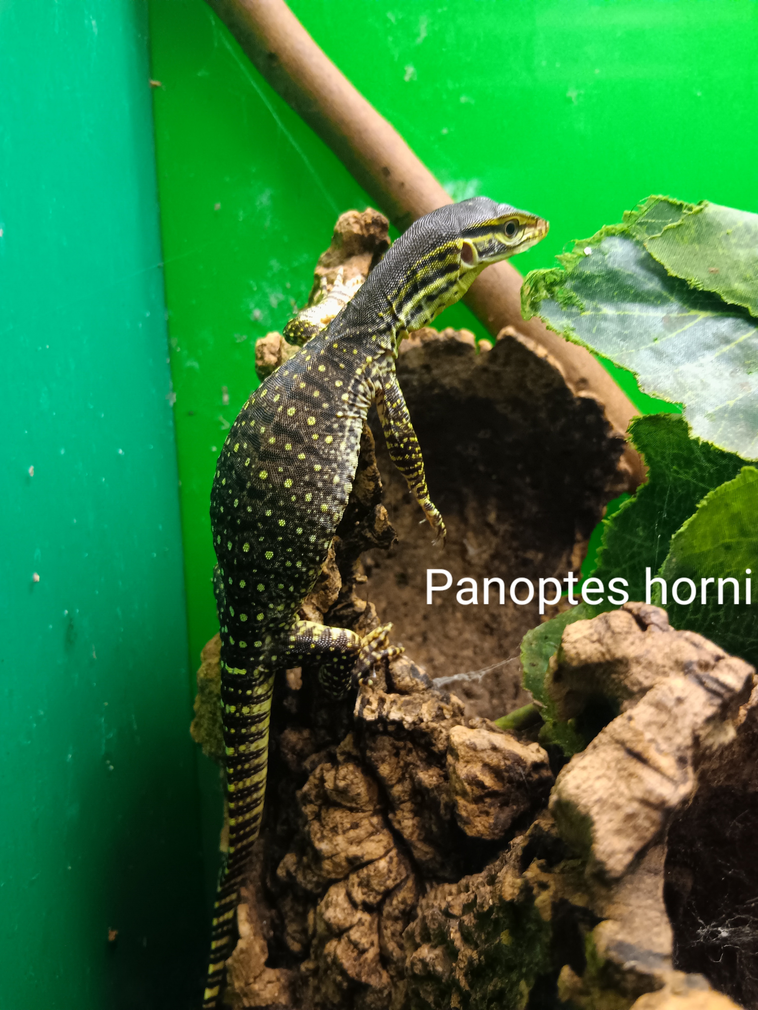 Varanus panoptes horni - Varan