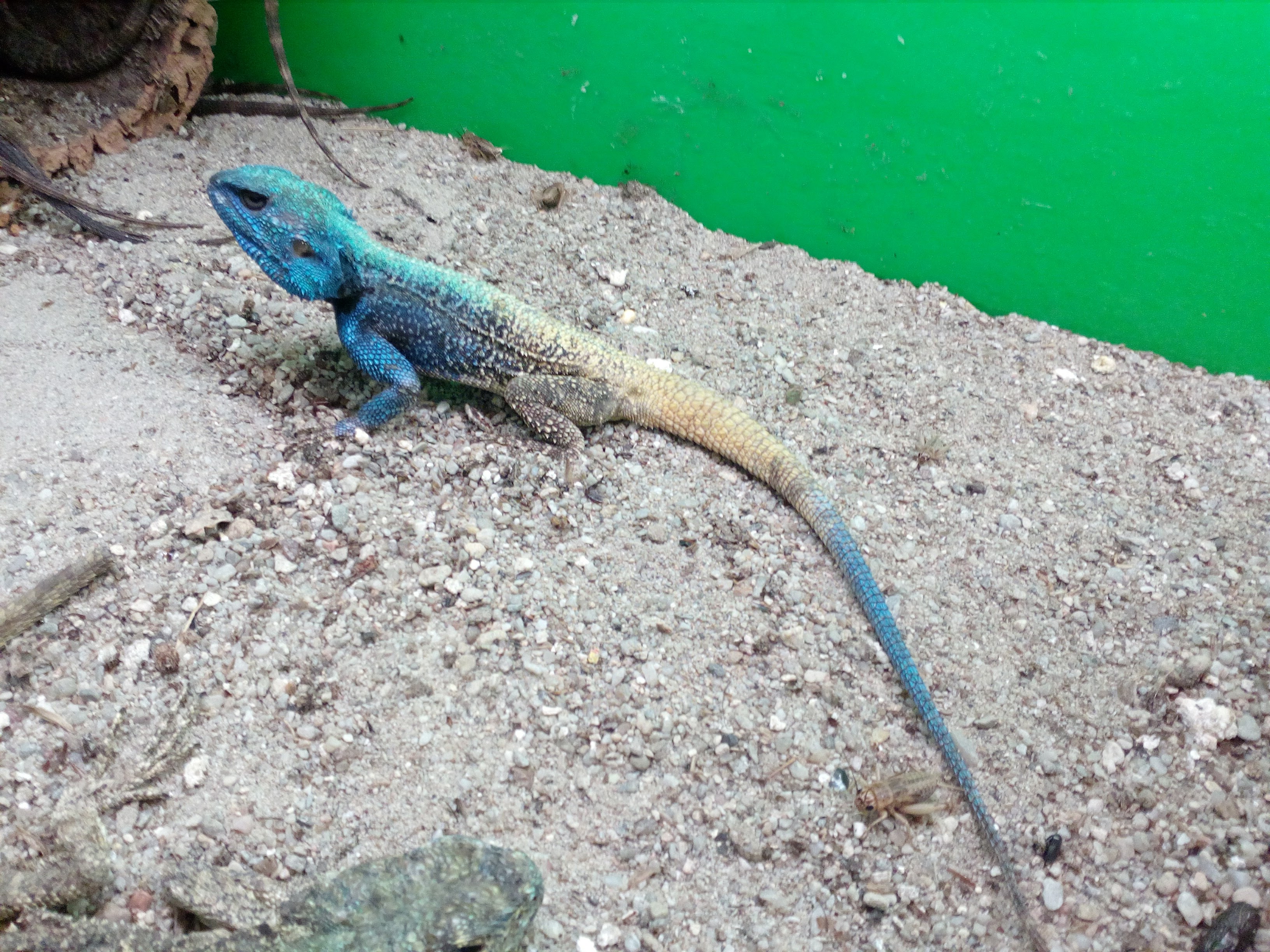 Acanthocercus atricollis - Agama modr